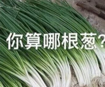 你算哪根葱?