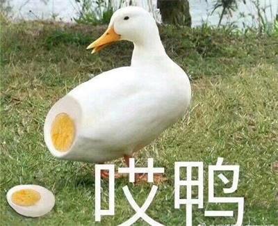 哎鸭