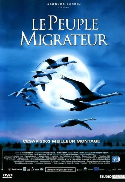 迁徙的鸟 资源海报