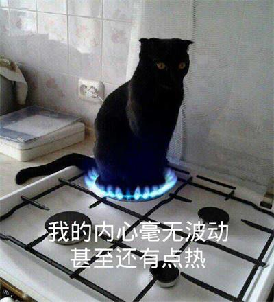 我的内心毫无波动 甚至还点热