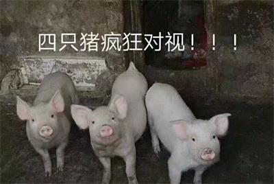 四只猪疯狂对视!!!