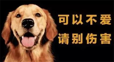 可以不爱 请别伤害