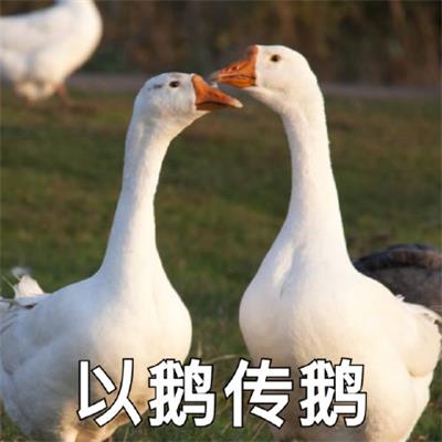 以鹅传鹅