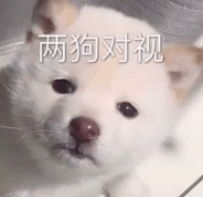 两狗对视