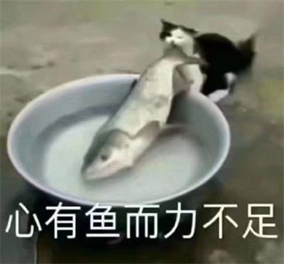 心有鱼而力不足