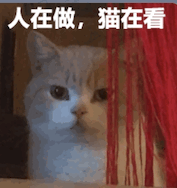 人在做，猫在看