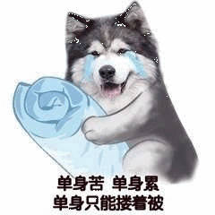 单身苦 单身累 单身只能搂着被